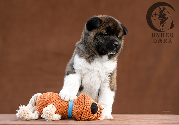 Щенки Американской акиты